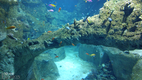 L'Aquarium du Musée de la Mer de Biarritz