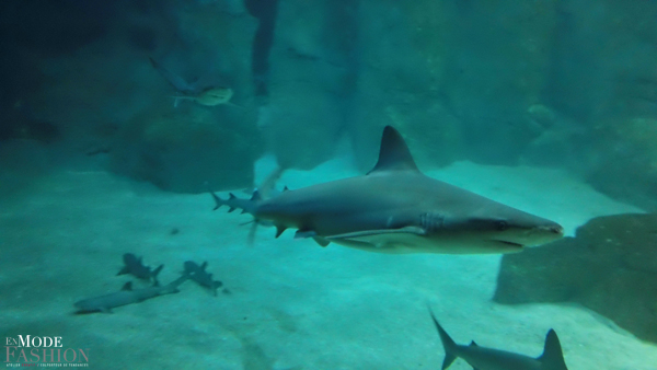 L'Aquarium du Musée de la Mer de Biarritz