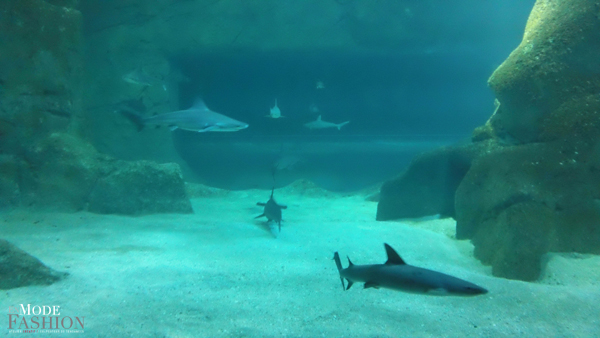 L'Aquarium du Musée de la Mer de Biarritz