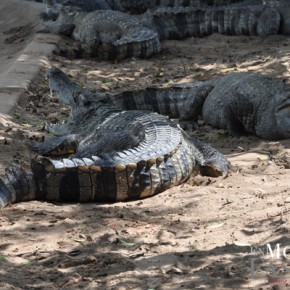 Ferme aux crocodiles - delta du Mekong